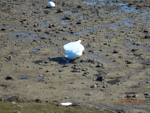 When the tide goes out there are these huge pieces of ice left. Almost as if they have been planted there.